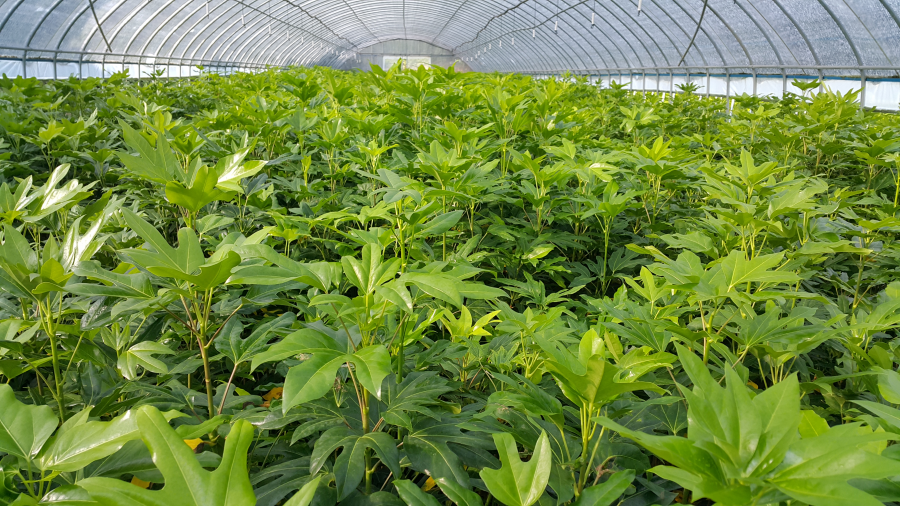  황칠나무 묘목: 해남에서 채취한 종자로 키운 포트묘(2년생, 4년생 판매)